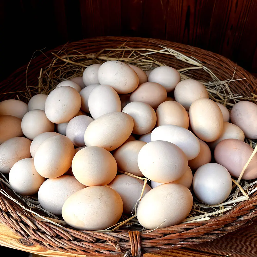 تخم نطفه دار نژاد کاب